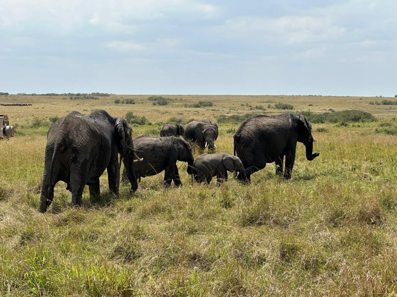 Samburu